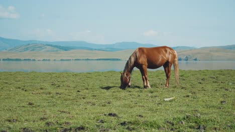 horse grazing by a lake in the mountains