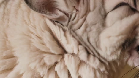 close-up of a chinchilla's fur