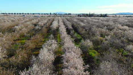 Huerto-De-Almendros-En-Flor-Vuelo-De-Drones-De-Izquierda-A-Derecha