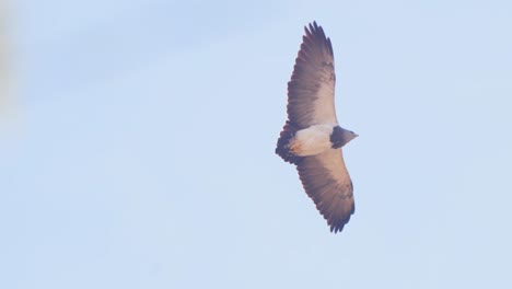 big black chested buzzard eagle gliding right over head showing its two color underwings as it dominates the sky ,geranoaetus melanoleucus