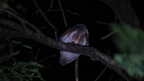 mirando hacia atrás a su lado izquierdo y luego gira la cabeza como se ve posado en un árbol en medio de la noche, búho barrado asiático glaucidium cuculoides, tailandia