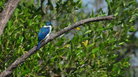 Von-Hinten-Nach-Rechts-Gesehen-Blickt-Er-An-Einem-Sonnigen-Tag-In-Richtung-Wald,-Halsband-Eisvogel-Todiramphus-Chloris,-Thailand