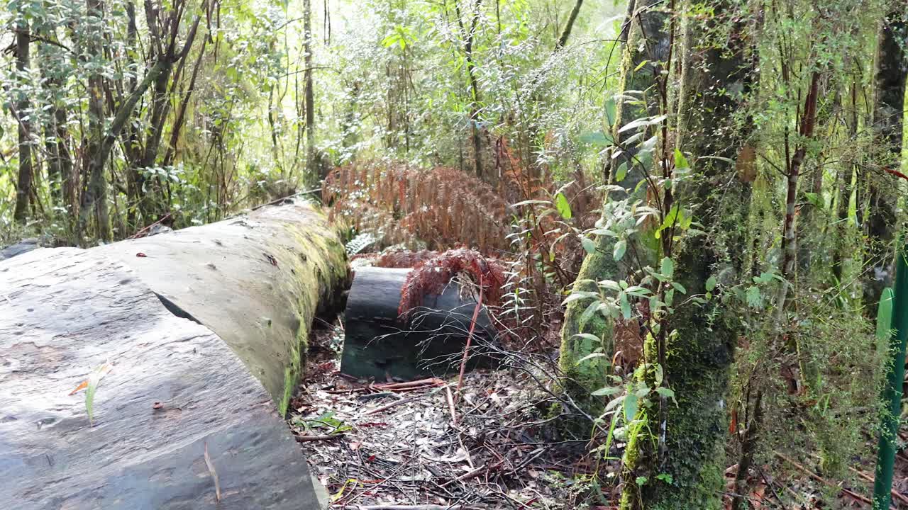 울창한 초록색과 평온은 메이트의 휴식 열대 우림에 있습니다.