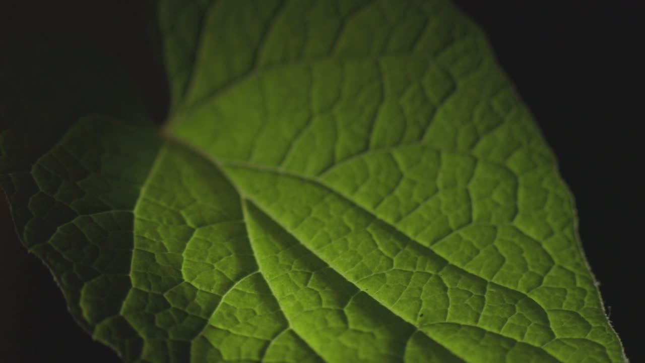 Green Leaf With A Glimpse Of Sunlight In Black Background. - panning shot