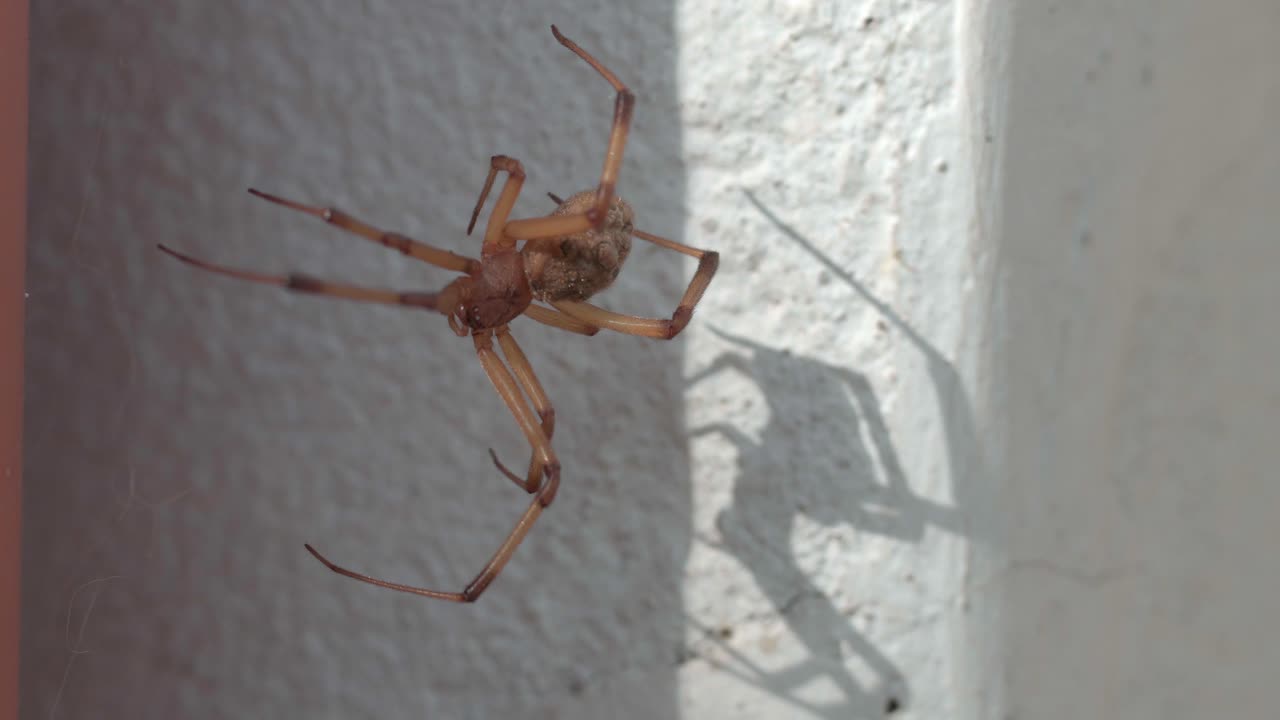 A brown widow spider is sitting on her web, projecting a scary shadow on a wall.