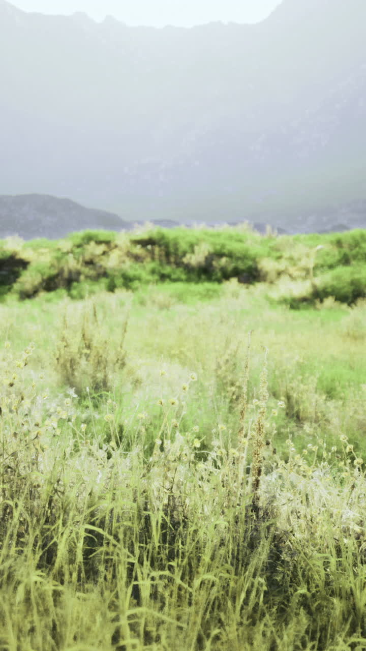 Lush green landscape with mountains and soft sunlight in the background