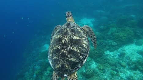 Green-sea-turtle-surfaces-for-air-to-breathe,-then-dives-back-to-the-reef