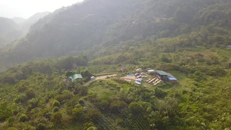 coffee plantation in the bolivian mountain jungle