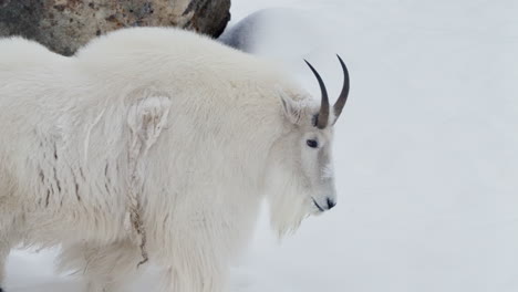 rare mountain goat walking through snow covered nature of yukon, canada. slow motion shot