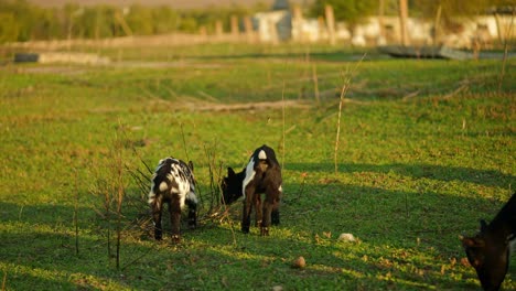 baby goats in a field