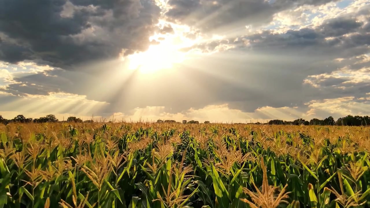 A Radiant Sunset Illuminating a Cornfield, Showcasing Nature's Beauty with Abundant Harvests under Dramatic Sky and Sunbeams Breaking Through Fluffy Clouds