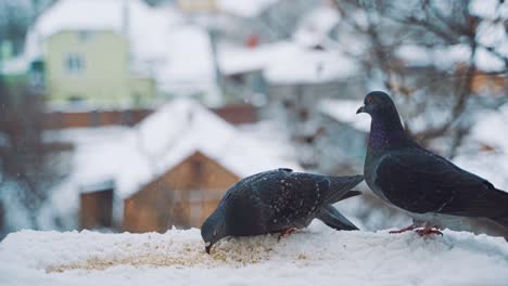 two nice pigeons are on the roof of the house in winter. hungry dove bird is eating bread crumbs on the snow and another pigeon flies away.