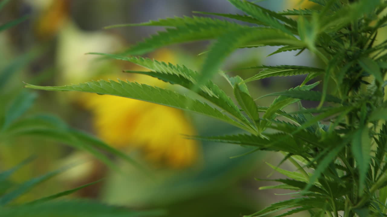 Coltivazione di marijuana in aziende agricole all'aperto