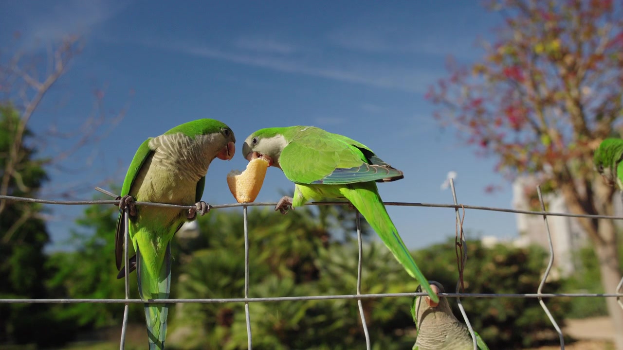 Green parrots perched on wire fence eating bread in tropical garden under dramatic sky.