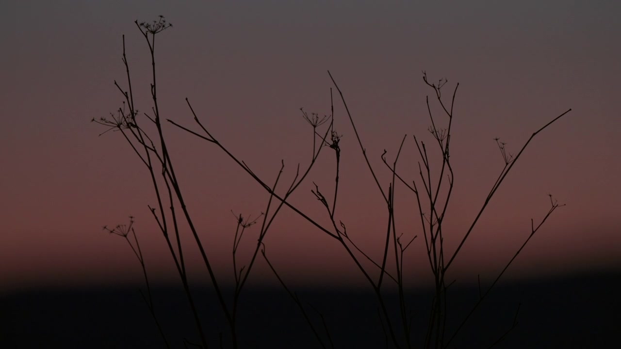 Dry plant silhouettes against vibrant dusk sky