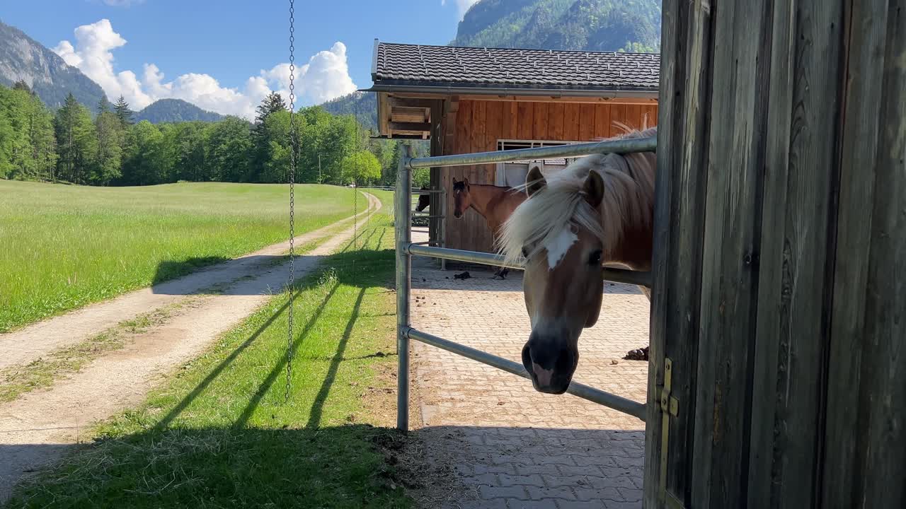 Horse standing at a wooden stable in the Austrian Alps with mountain landscape, green meadow and rural farm surroundings on a sunny summer day in Austria