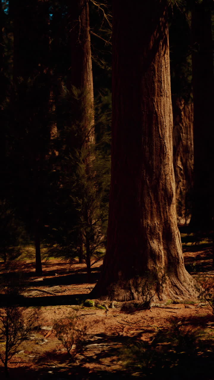 Luce del sole nella foresta su alberi giganti