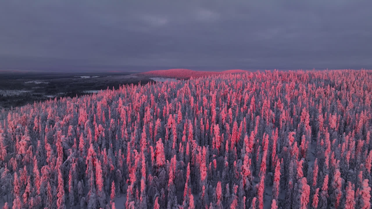 빛이 빛나는 숲 속의 언덕 위에서 아오르는 드론, 눈이 내린 라플란드의 겨울 저녁