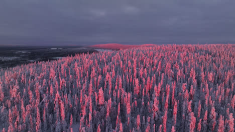 drone shot rising over sunlit forested hills, snowy, winter evening in lapland