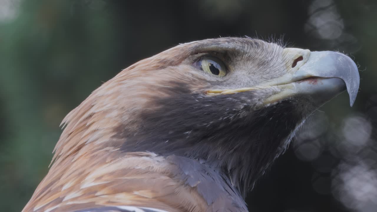 el águila dorada (aquila chrysaetos) es un pájaro de presa que vive en el hemisferio norte. es la especie de águila más ampliamente distribuida. como todas las águilas, pertenece a la familia accipitridae.