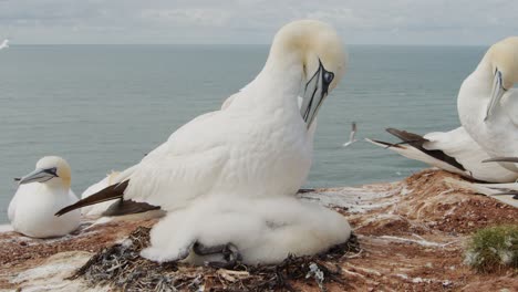 Gannet-bird-colony-with-nest-on-side-of-Amrum-island-with-ocean-view-in-background