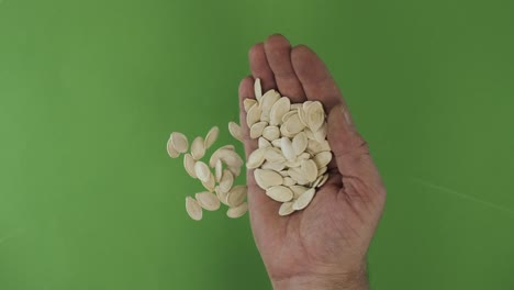 farmer in the palm holds pumpkin seeds. pile of grains from a hand fall down on a green background. top view.