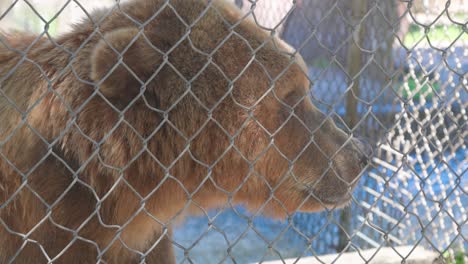 grizzly brown bear medium shot through fence in captivity