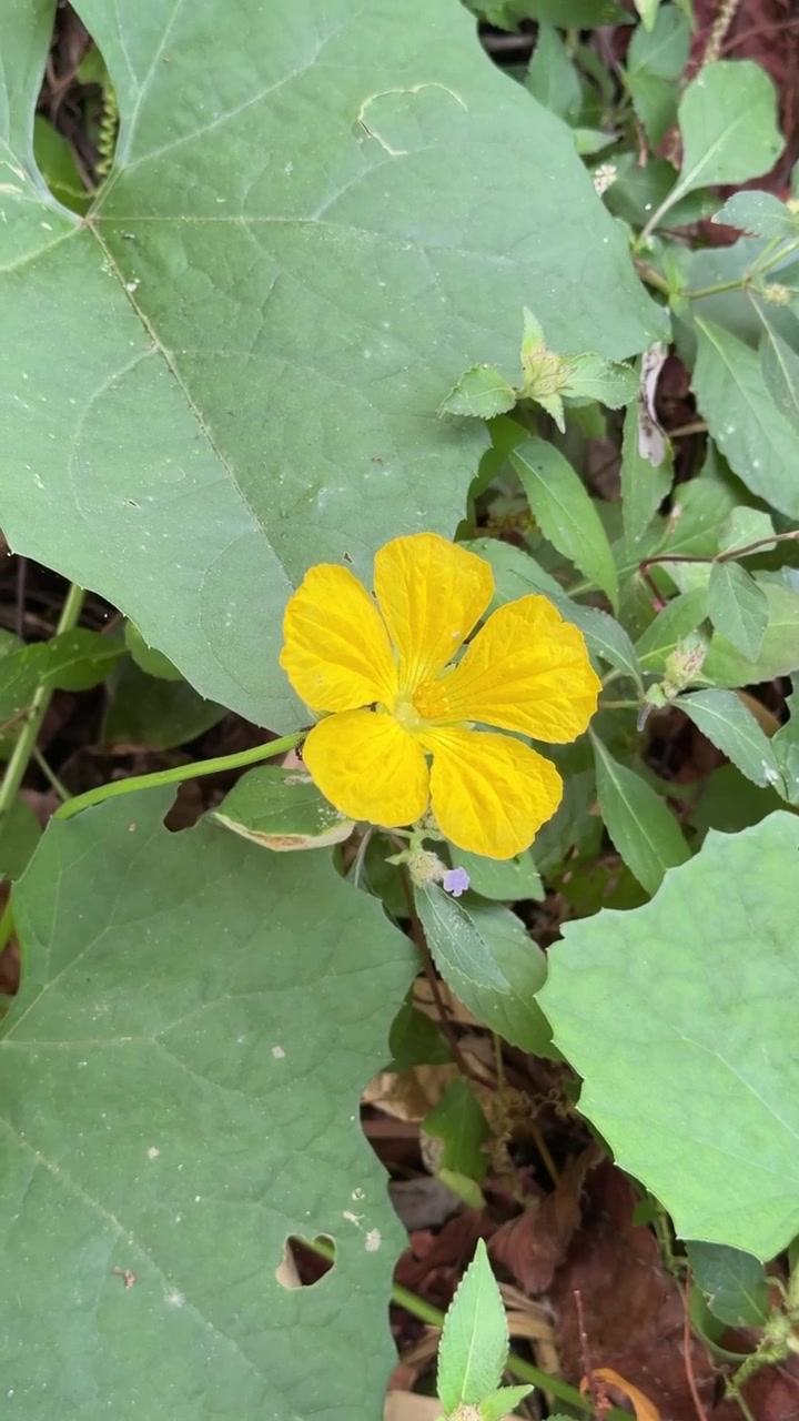 Single Yellow Flower Blooming Amidst Green Foliage