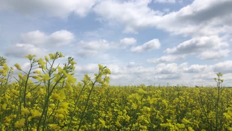 rapeseed flower yellow blooming plantation against blue sky