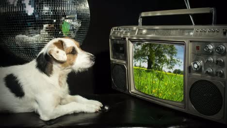 Perro-TV-4K-00