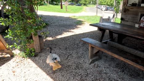 un pájaro ibis explora una zona de picnic de madera.