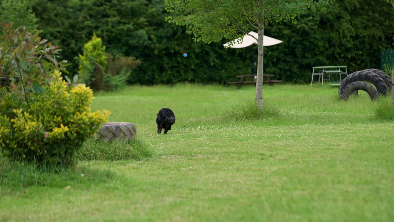 젊은 소형 라브라두들 개는 큰 녹색  ⁇ 에서 개 산책에 공을  ⁇ 기 위해 느린 움직임으로 빨리