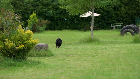 joven perro labradoodle en miniatura rápido en cámara lenta para perseguir una pelota en una caminata de perro en un gran campo verde