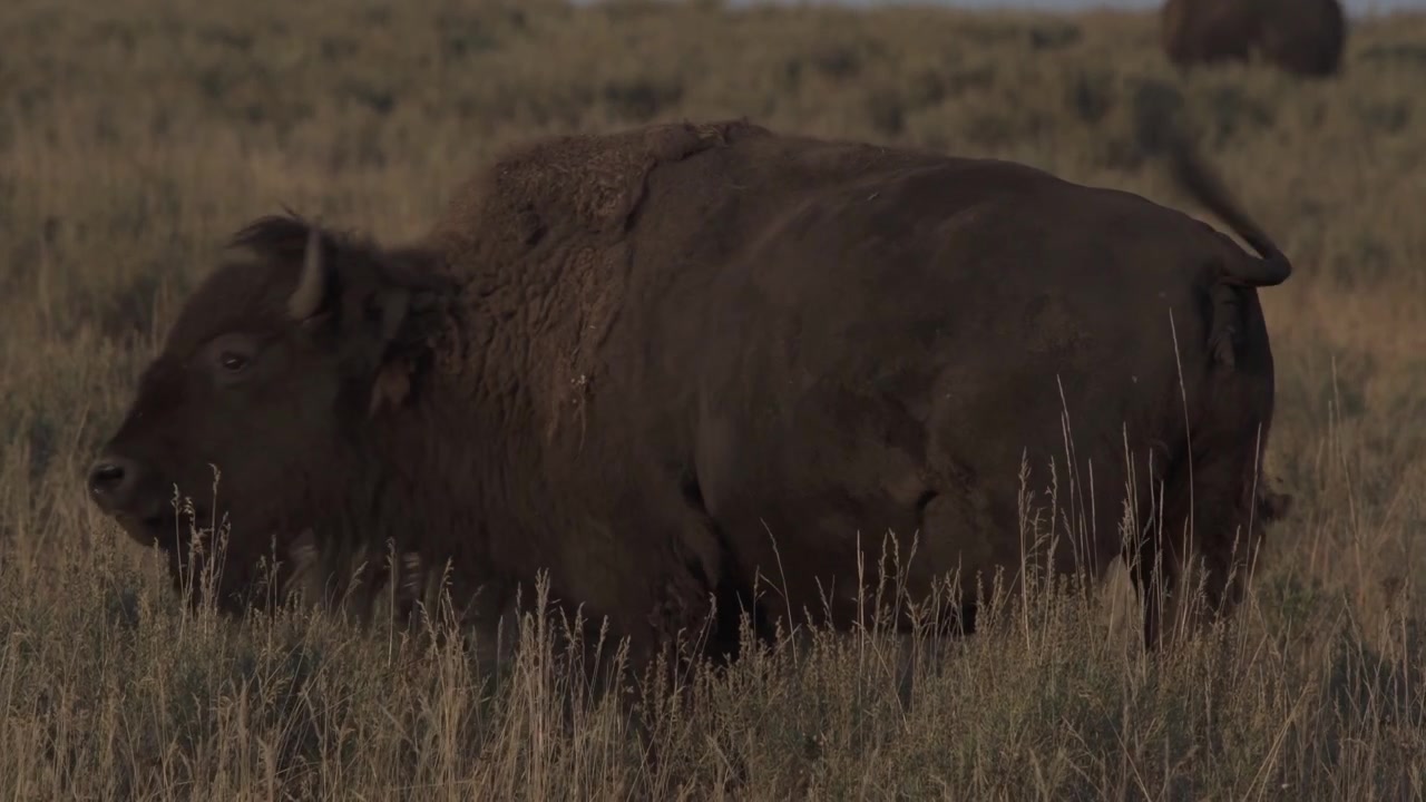 Bison grooming in Yellowstone National Park, USA