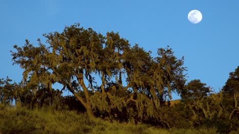 A-Full-Moon-Rises-Over-A-Hillside-In-Central-California-In-This-Beautiful-Nature-Shot-2