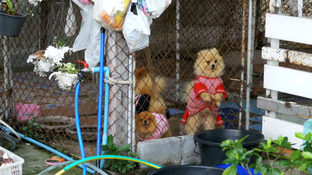 tres perros de pura raza ladran viciosamente detrás de la valla de la cuadrícula en una jaula en la calle
