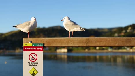 two seagulls rest on a wooden fence at akaroa jetty, with serene waters and sunset lighting creating a tranquil scene