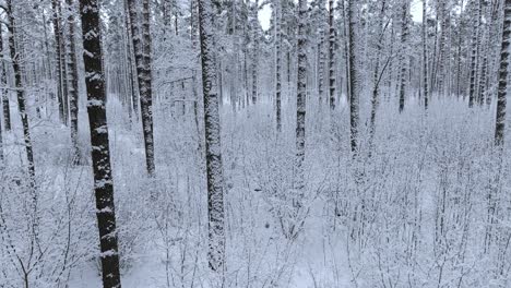 slow-moving drone gliding over snow-covered trees, peaceful winter snowy forest