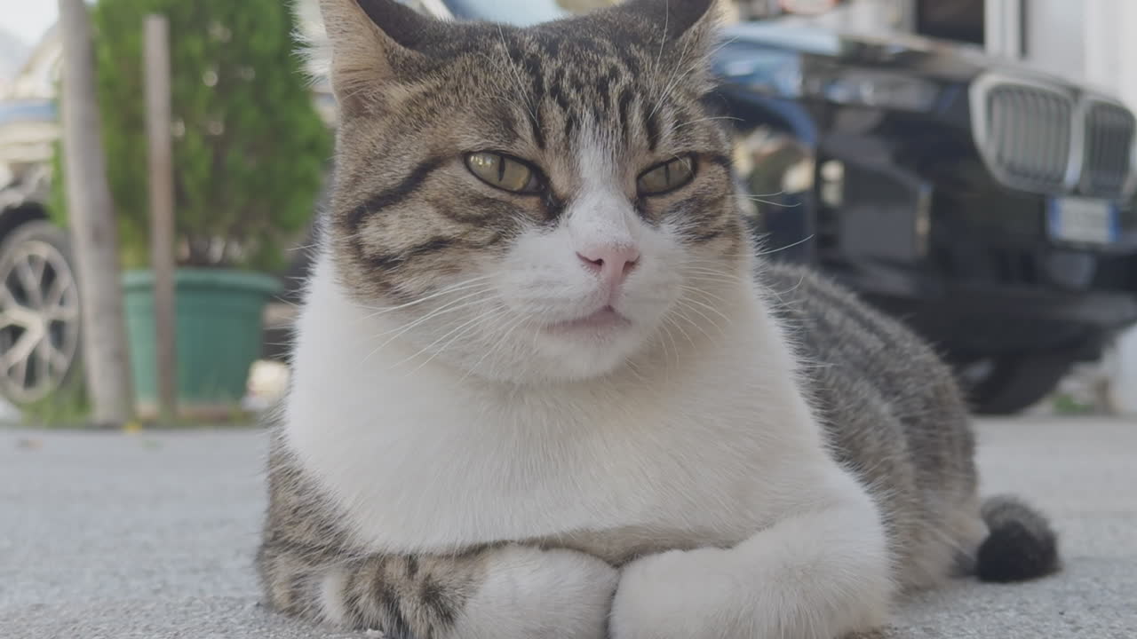 Street cat resting in greece in vertical