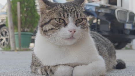 street cat resting in greece in vertical
