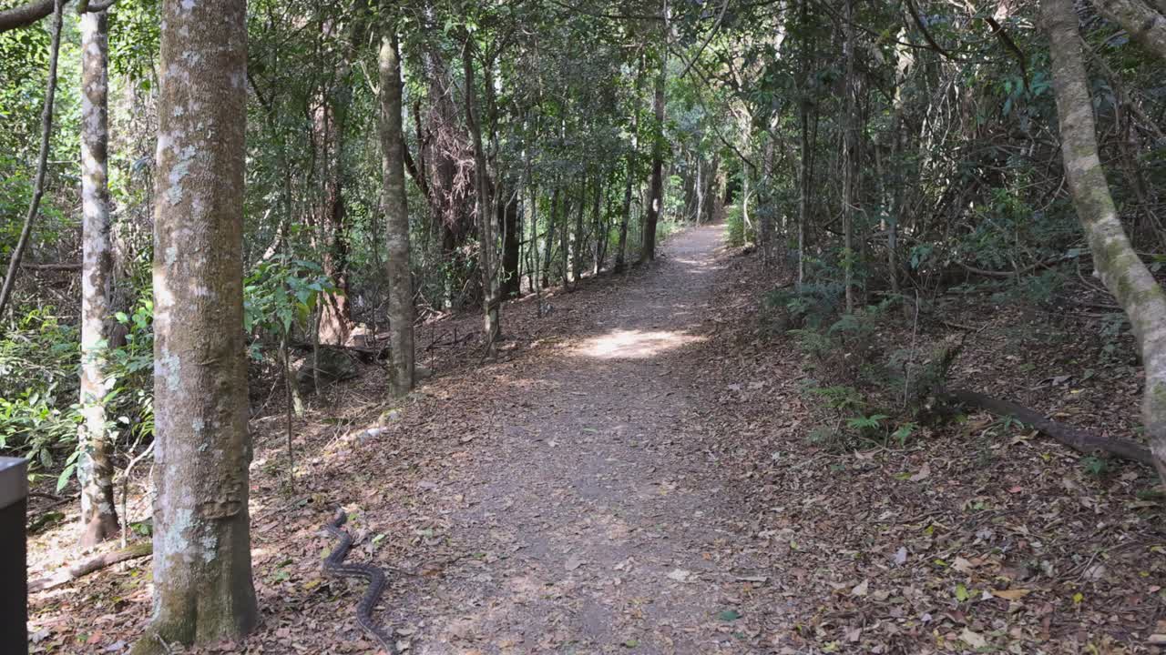 비나 부라 의 숲길 을 가로지르는 파이톤