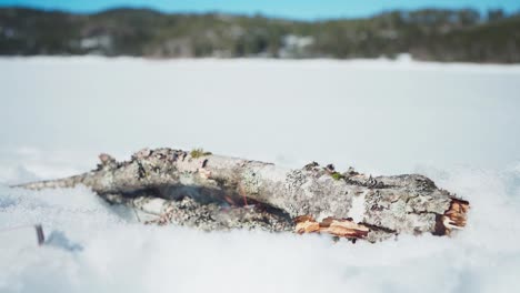 Log-Timber-Burning-On-Firewood-In-Sunny-Winter-Landscape