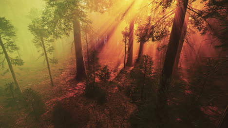 niebla matutina en el bosque de secuoyas gigantes