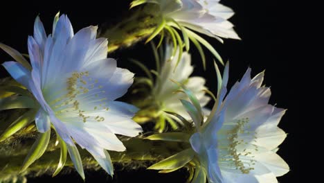 cactus estallando en flor