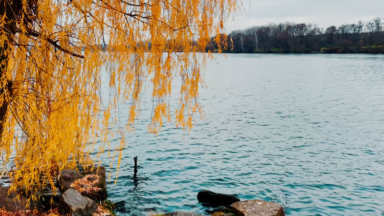 Autumnal Willow Tree by the River
