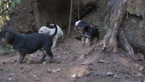 Linda-Manada-De-Cachorros-Curiosos-Saliendo-De-Su-Escondite,-Perros-Callejeros-De-Brasil