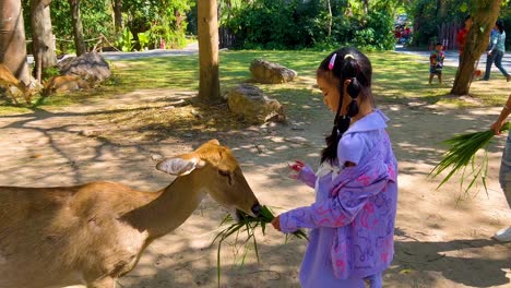 child feeding deer in chonburi, thailand zoo