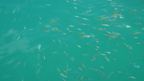 muchos hermosos peces en el mar