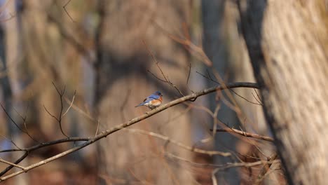 An-environmental-view-of-a-male-Eastern-Bluebird-perches-on-a-branch-of-a-tree