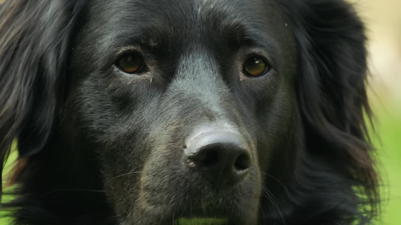retrato de un perro negro, de cerca